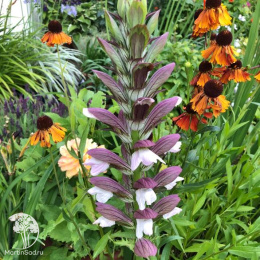 Акант венгерский Уайт Липс