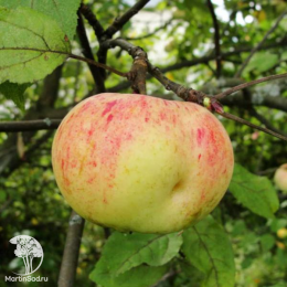 Яблоня Коричное полосатое + опылитель яблоня Грушовка Московская