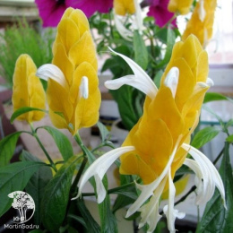 Пахистахис желтый