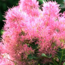 Скумпия кожевенная Смоки Джо