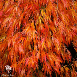 Клён японский пальмолистный Оранжеола