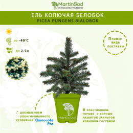 Ель колючая Белобок