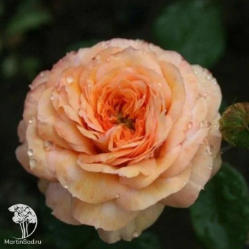 Фото Роза чайно-гибридная Сурир де Хавр