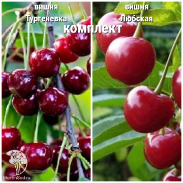 Фото Сверхвыгодный комплект! Вишня Тургеневка + опылитель Вишня Любская
