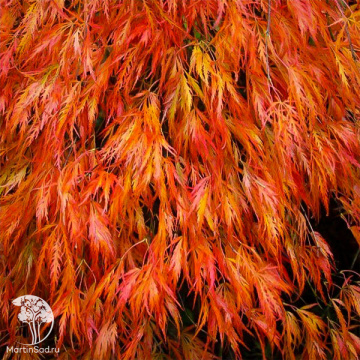 Фото Клён японский пальмолистный Оранжеола