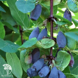 Жимолость камчатская Карина