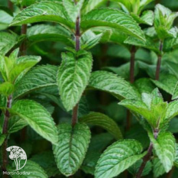 Мята Кубанская 6