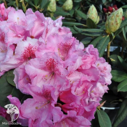 Рододендрон Вильямса Клаудиус