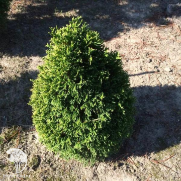 Фото Туя западная Макс