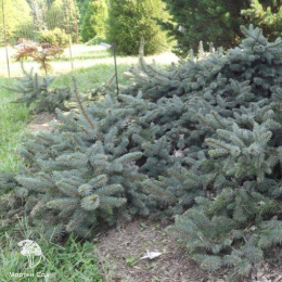 Ель колючая Диетз Прострейт