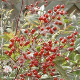 Амелосорбус Джека на штамбе