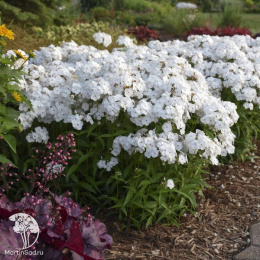 Флокс гибридный Опенинг Экт Вайт