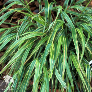 Фото Хаконехлоя большая Альбо-Стриата