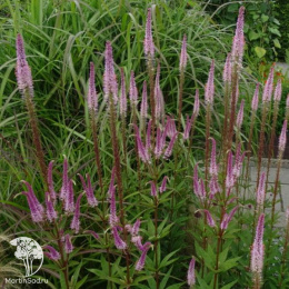 Вероникаструм виргинский Эрика