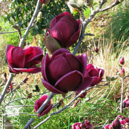 Магнолия суланжа Джени на штамбе