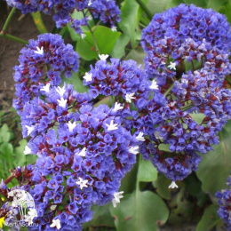 Лимониум темно-синий