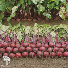 Свекла столовая Пабло F1