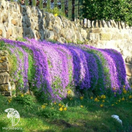 Обриета каскадная Гигантский водопад, смесь окрасок