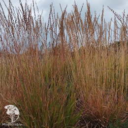 Бутелуа боковая