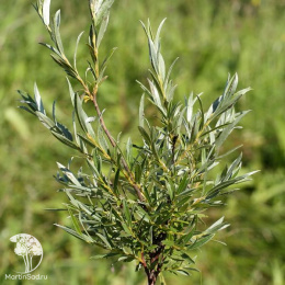 Ива розмаринолистная Тини Перлс