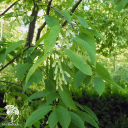 Клён граболистный