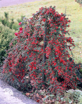 Фото  Кизильник две прививки: Даммера Стрейбс Файндлинг + гибридный Корал Бьюти на штамбе