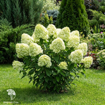 Фото Гортензия метельчатая Литтл Альф