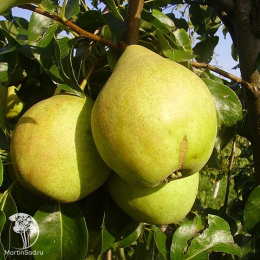 Груша гибрид Просто Мария  + Мрамораня