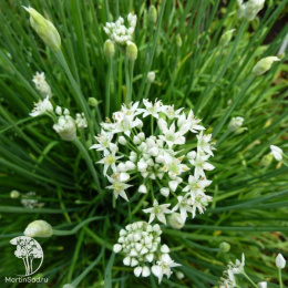 Лук душистый