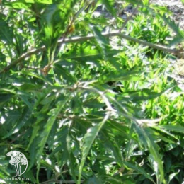 Бук лесной Инкиса