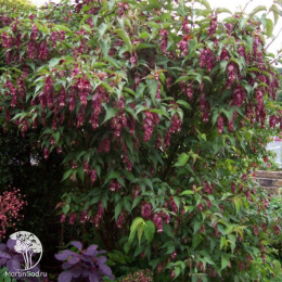 Лейцестерия прекрасная Пёрпл Рейн