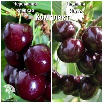 Фото Сверхвыгодный комплект! Черевишня дюк Крепкая + опылитель черешня Ипуть