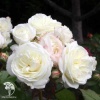 Роза флорибунда Алабастер фото 1 