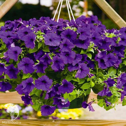 Петуния минифлора Бэби Джоконда Блю (Семена Профи)