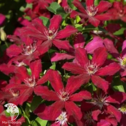 Клематис Стасик