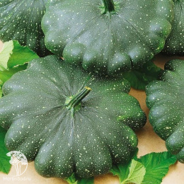 Патиссон Оникс