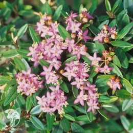 Синюха ползучая Пинк Бьюти