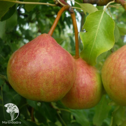 Груша гибрид Просто Мария + Памяти Яковлева