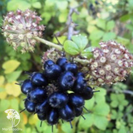 Элеутерокок колючий Эскулап