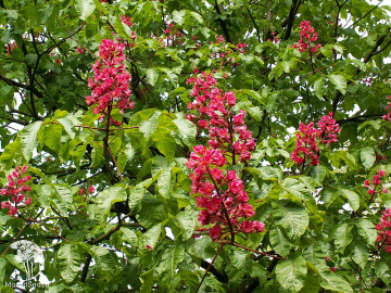 Фото Каштан конский красный, павия Пёрпл Спринг