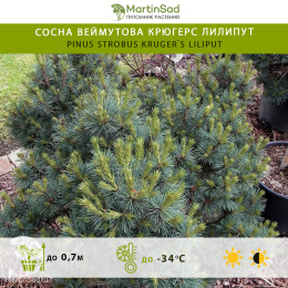 Сосна Веймутова Крюгерс Лилипут