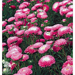 Астра Стенди Кармин Вайт