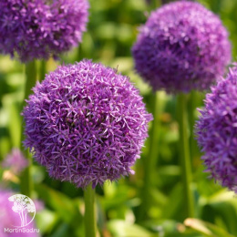 Лук декоративный Глоубмастер