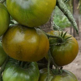 помидоры сорт лягушка. томат зеленая лягушка. сорт помидор царевна лягушка. гавриш томат лягушка-царевна. помидоры сорт лягушка.