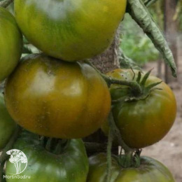 Томат Царевна-лягушка +Черный мавр (серия Дуэт)