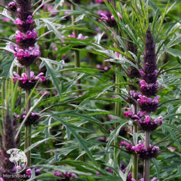 Пустырник Самарский