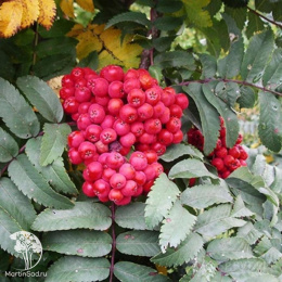 Рябина Сказочная