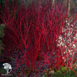 Дёрен кроваво-красный Сифа