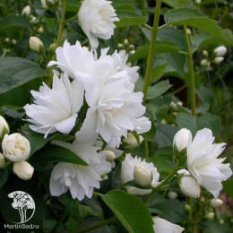 Чубушник Комсомолец