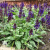 Salvia nemorosa Dark Matter Шалфей дубравный Дарк Маттер фото 1 